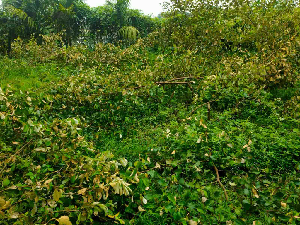 দুই শতাধিক কুলগাছে ‘শত্রুতার কোপ’