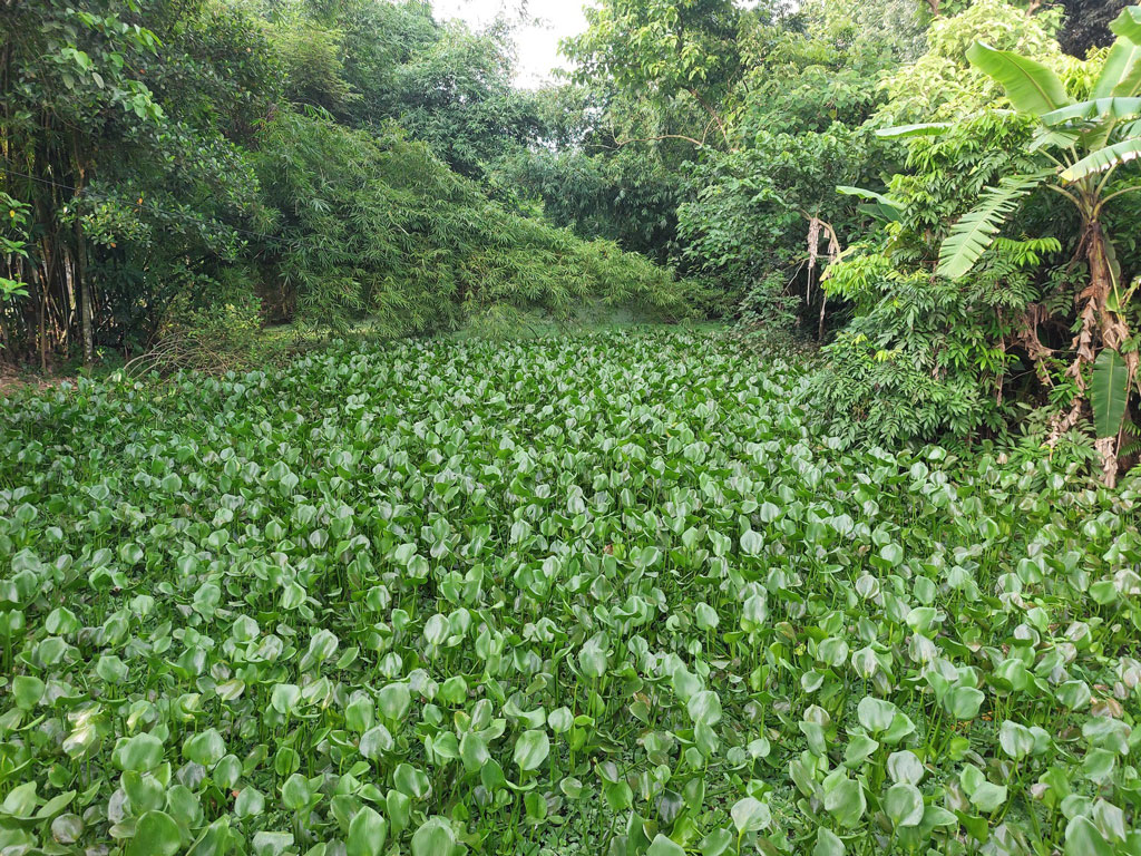 কালীগঞ্জে মৃতপ্রায় খাল, জনদুর্ভোগ চরমে