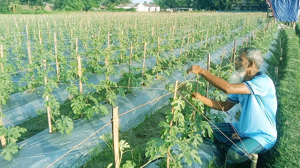 কালাইয়ে বর্ষায় তরমুজ চাষে ব্যস্ত কৃষকেরা, লাভের আশায় মাঠজুড়ে প্রস্তুতি