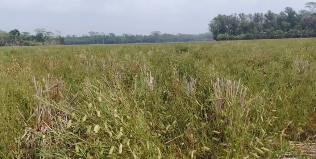কম পরিশ্রমে বেশি লাভের পরও শরণখোলায় কমেছে কলাইয়ের চাষ