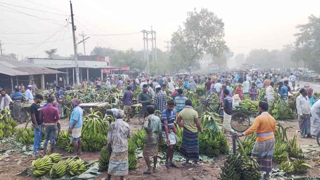 সপ্তাহের প্রতি শনি ও মঙ্গলবার জমজমাট কলার হাট বসে নাটোরের বনপাড়া বাইপাস এলাকায়। আশপাশের বিভিন্ন এলাকার কৃষকের উৎপাদিত নানা জাতের কলা এনে এখানে পাইকারি দামে বিক্রি করেন বিক্রেতারা। হাট থেকে পাইকারি ব্যবসায়ীরা কলা কিনে দেশের বিভিন্ন জেলায় সরবরাহ করেন। আজ সকালে নাটোরের বনপাড়া বাইপাস এলাকা থেকে তোলা। ছবি: শুভাশীষ ভট্টাচার্য্য তুষার
