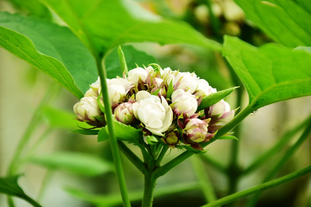 দিনের ছবি (২৫ জুন, ২০২৫)