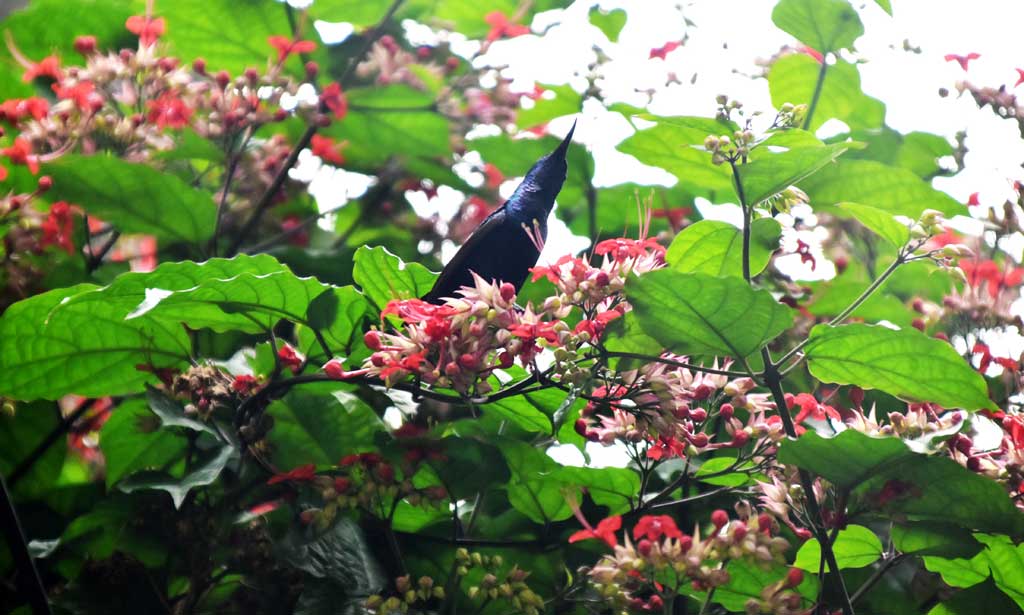 ক্লেরোডেনড্রাম থমসোনিয়া—গ্রীষ্মমণ্ডলীয় পশ্চিম আফ্রিকার এই চিরসবুজ লতানো ফুলগাছটি লামিয়াসি পরিবারের অন্তর্গত। গাঢ় সবুজ পাতার মাঝে ফুটে থাকা সাদা-লাল রঙের আকর্ষণীয় ফুল থেকে মধু আহরণ করে মৌটুসী পাখি। ছবিটি তোলা হয়েছে নগরীর কাদিরগঞ্জ এলাকা থেকে। ছবি: মিলন শেখ