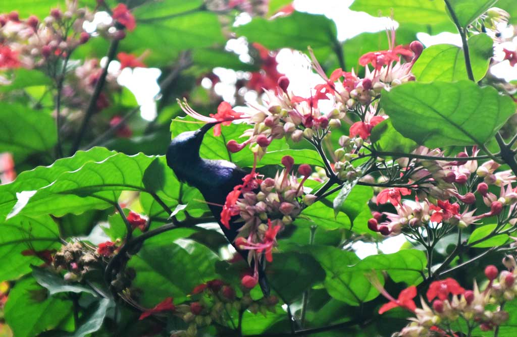 সাদা-লাল ফুলে মোড়ানো ক্লেরোডেনড্রাম থমসোনিয়াগাছে মধু আহরণে ব্যস্ত মৌটুসী পাখি। ছবিটি তোলা হয়েছে নগরীর কাদিরগঞ্জ এলাকা থেকে। ছবি: মিলন শেখ