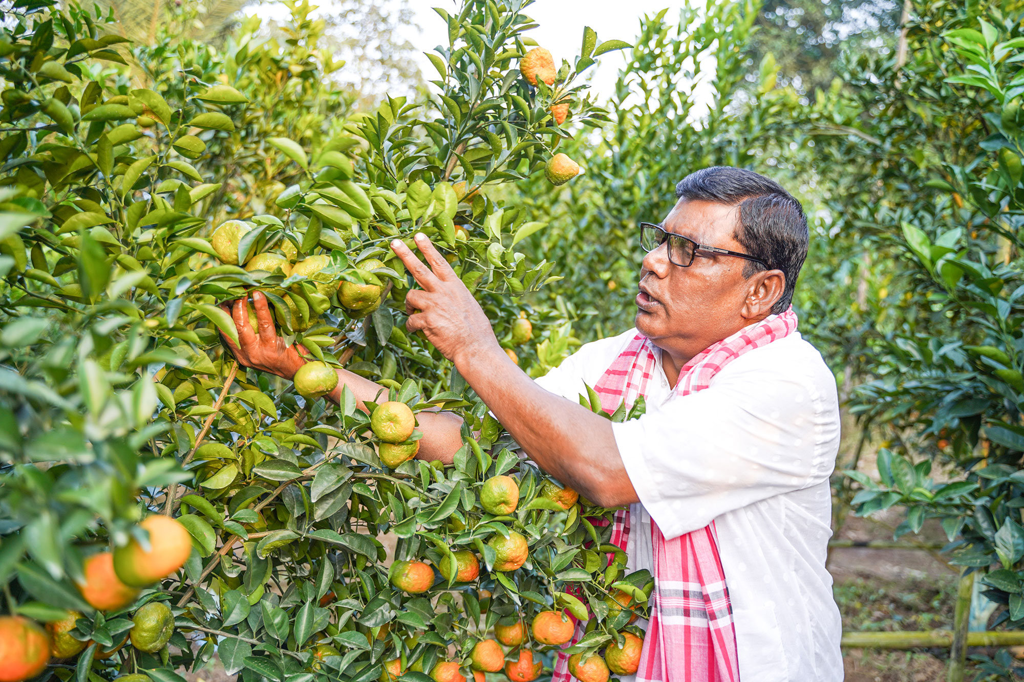 উচ্চমূল্যের ফলের বাণিজ্যিক বাগান, বুঝে-শুনে বিনিয়োগ করতে হবে