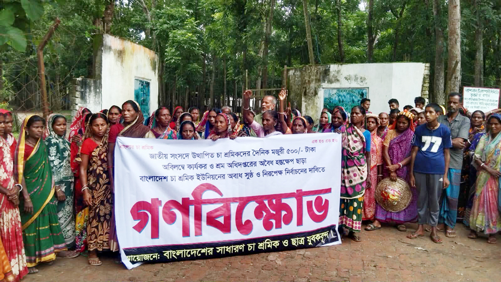 কমলগঞ্জে ৫০০ টাকা মজুরি কার্যকরের দাবি চা-শ্রমিকদের