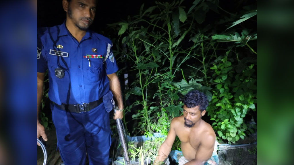 ভাঙারি ব্যবসার আড়ালে গাঁজা চাষ