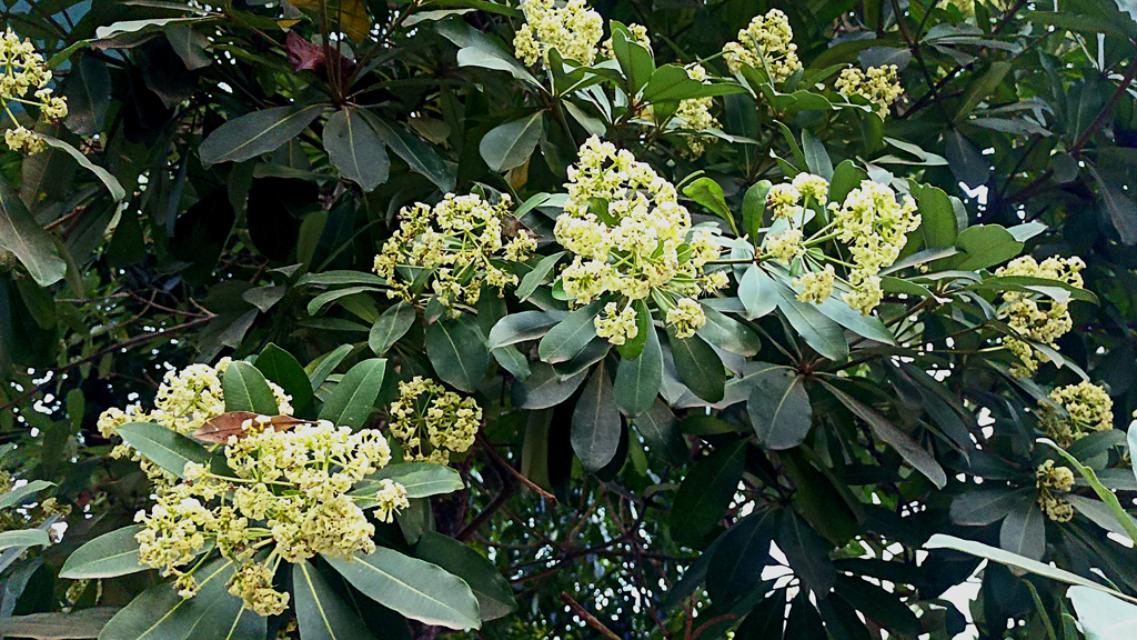 ব্রাহ্মণপাড়া থেকে কুমিল্লা যাওয়ার পথে ছাতিমগাছ চোখে পড়ে। সন্ধ্যা হলে এই ফুলের ঘ্রাণে মন ভরে যায়। ছবি: আজকের পত্রিকা