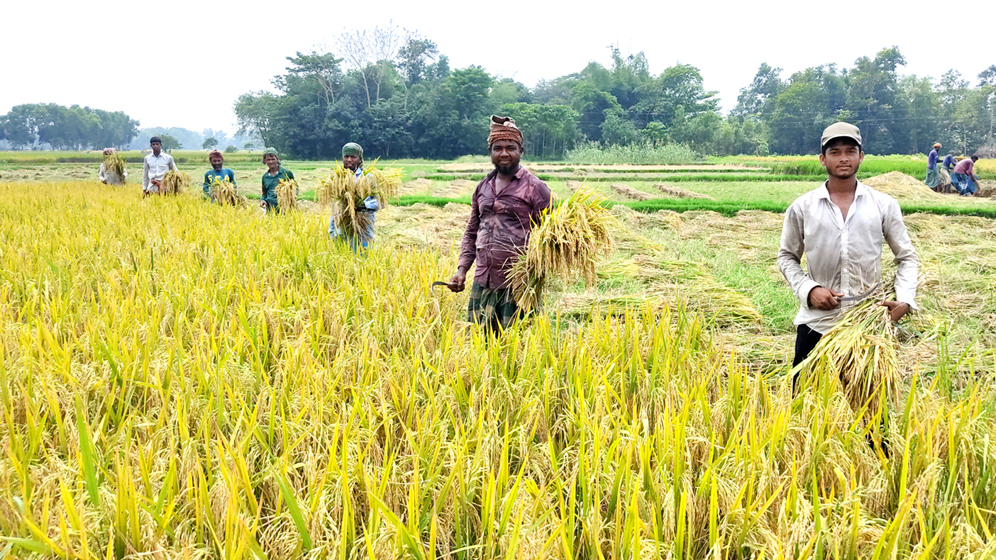 ব্রাহ্মণপাড়ায় নতুন চার জাতের ব্রি ধানে ভালো ফলন, আশাবাদী কৃষক