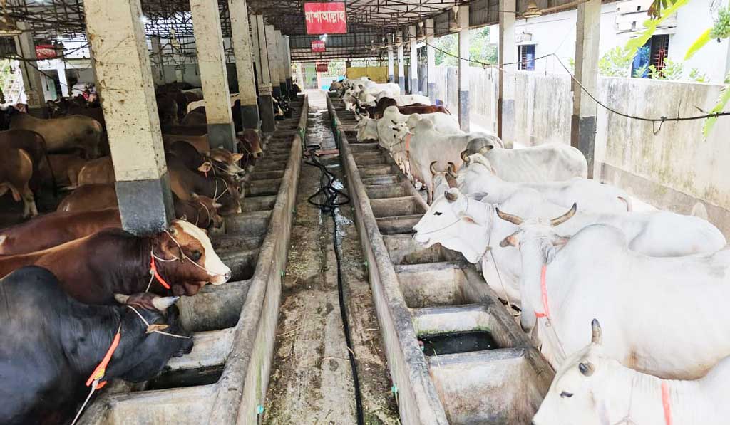 কোরবানির ঈদে চাহিদার চেয়ে ২৩ হাজার গবাদিপশু বেশি কুমিল্লায়
