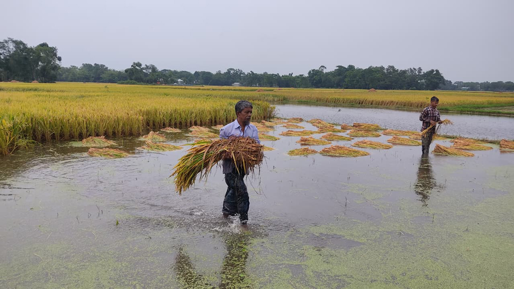 ধান পচে গন্ধ বের হচ্ছে, চাষিদের মাথায় হাত