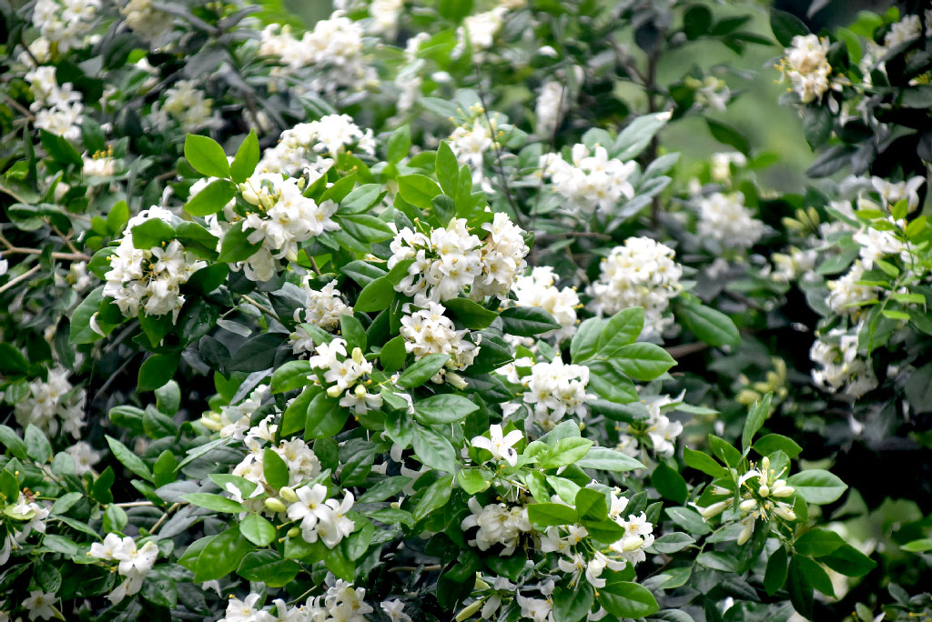 কামিনী ফুল। দারুণ মিষ্টি সুবাসের এই হালকা ঘিয়ে রঙের ফুলটি ফুলপ্রেমীদের বেশ প্রিয়। কমলা জুঁই নামেও এই ফুলটি পরিচিত। এটি দক্ষিণ এশিয়া, দক্ষিণ-পূর্ব এশিয়া এবং অস্ট্রেলিয়ায় স্থানীয়। ছবিটি নগরীর শ্রীরামপুর এলাকা থেকে তোলা। ছবি: মিলন শেখ