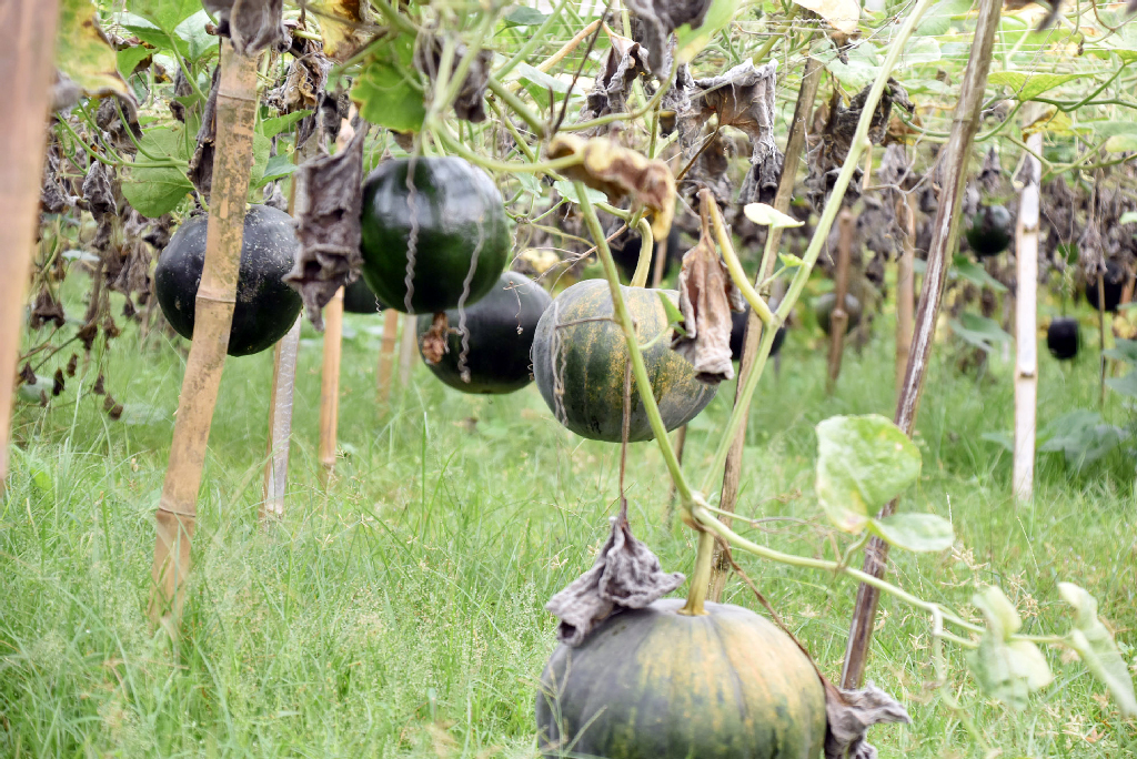 দিনের ছবি (২৯ অক্টোবর, ২০২৫)