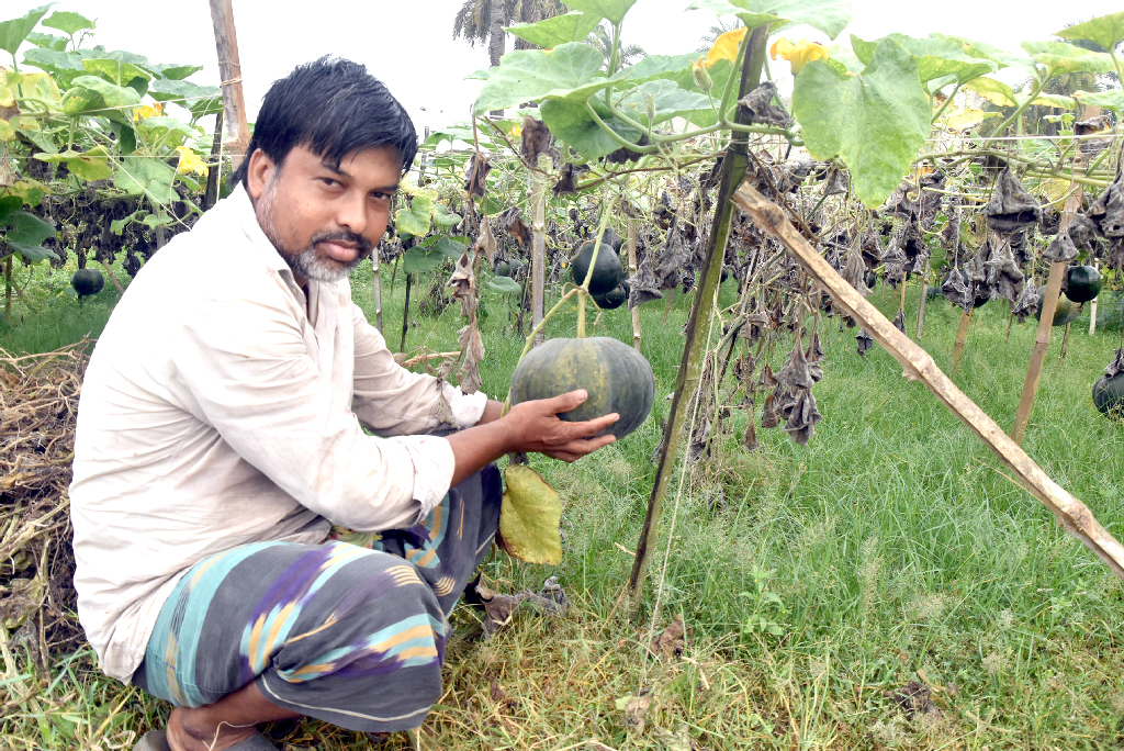 মাচা তৈরি করে জমিতে মিষ্টি কুমড়ার চাষ করেছেন কৃষক ইসমাইল হোসেন। পাক ধরতে শুরু করা মিষ্টি কুমড়ার পরিচর্যা করছেন তিনি। আর কিছুদিন গেলেই বাজারে তুলবেন। ছবিটি রাজশাহী জেলার পবা উপজেলার হরিয়ান ইউনিয়ন মুসলিমের মোড় এলাকা থেকে তোলা। ছবি: মিলন শেখ