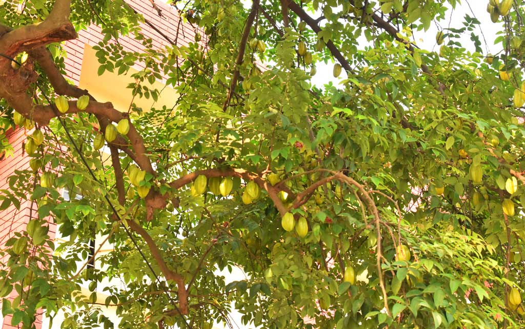 গ্রীষ্মকালের ফল কামরাঙা। পুষ্টিগুণে ভরপুর এই ফলটি কাঁচা-পাকা দুইভাবেই খাওয়া যায়। অনেকে ডাল রান্নায় ব্যবহার করেন। কামরাঙা ভর্তা, আচার বানিয়েও খাওয়া হয়। ছবিটি রাজশাহী নগরীর নামো ভদ্রা সরকারি প্রাইমারি স্কুল থেকে তোলা। ছবি: মিলন শেখ