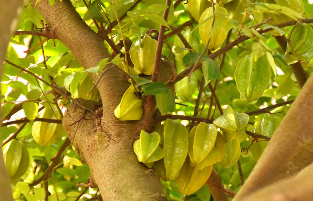 দিনের ছবি (১০ জুন, ২০২৫)