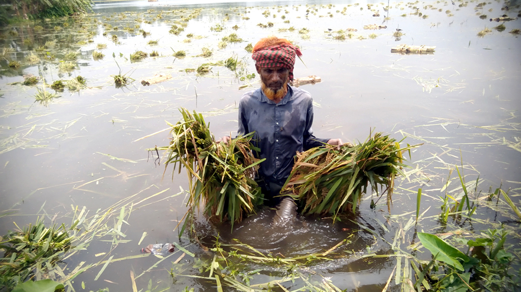 বৃষ্টিতে তলিয়েছে খেত: কোমরপানিতে দাঁড়িয়ে ধান কাটছেন কৃষক