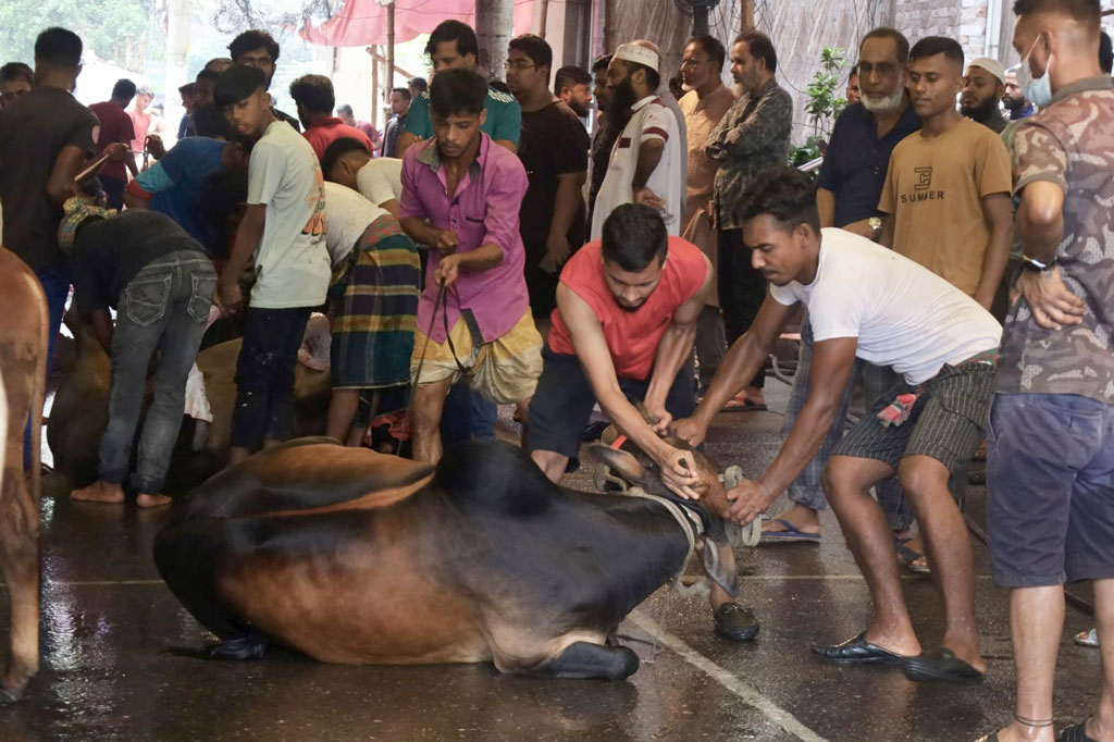 ঈদের নামাজ শেষে পশু কোরবানির মধ্য দিয়ে শুরু হয় কোরবানির আনুষ্ঠানিকতা। ছবিগুলো রাজধানীর সেগুনবাগিচা এলাকা থেকে তোলা। ছবি: আজকের পত্রিকা