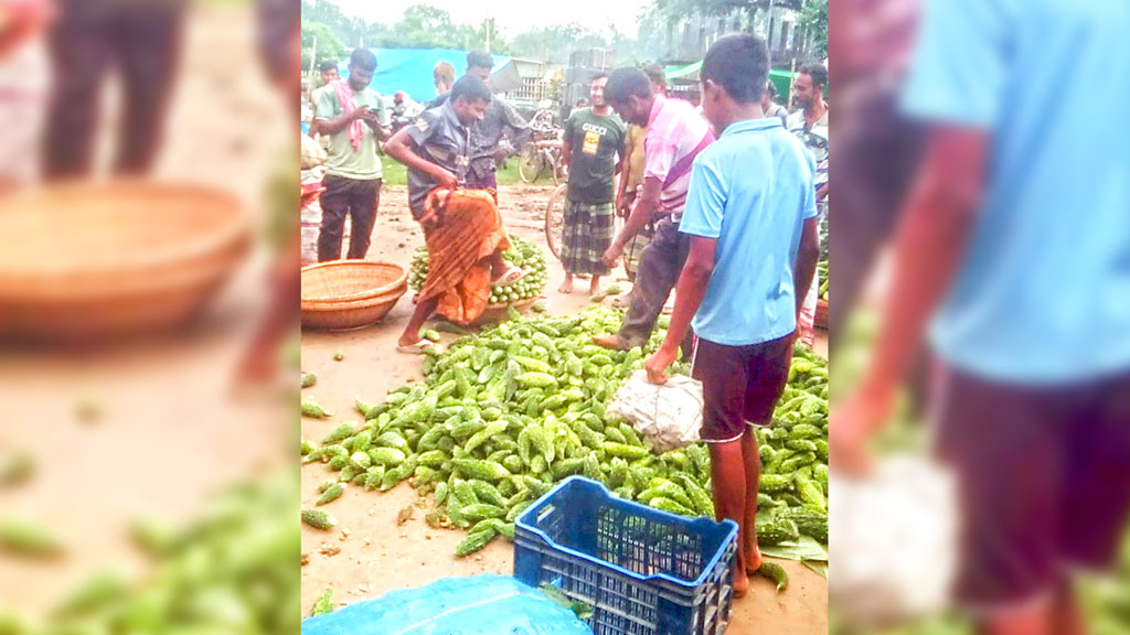 রাজশাহীর দুর্গাপুর: ন্যায্যমূল্য মিলছে না, করলা ফেলে দিচ্ছেন কৃষক