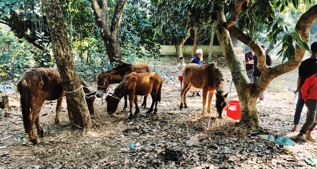 খামারের আড়ালে ঘোড়া জবাই, ১১টি জীবিত ও ৮টি জবাই করা ঘোড়া উদ্ধার