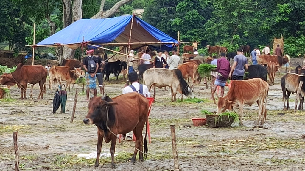 কাপ্তাই আনন্দ মেলায় পাহাড়ি গরুর দাপট