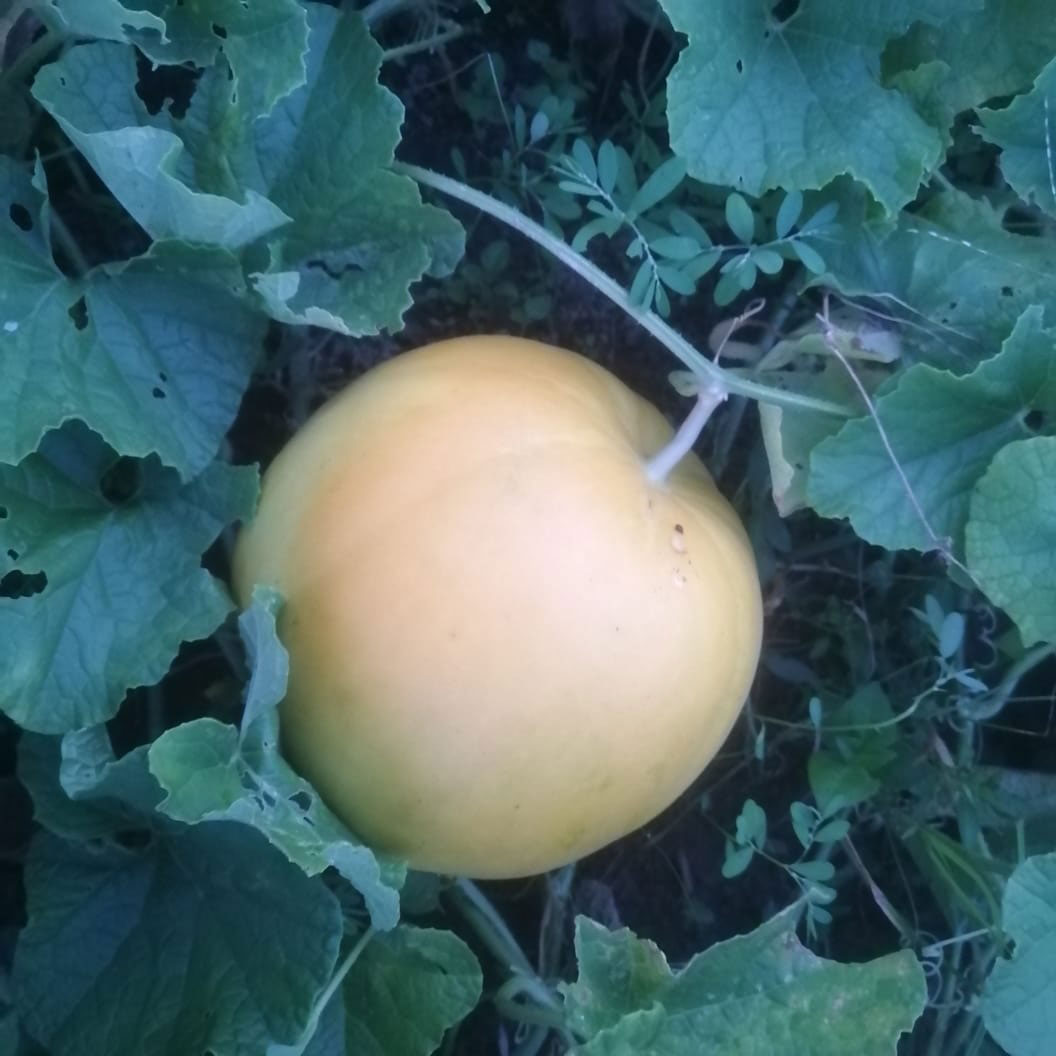 কাপ্তাইয়ে গবেষণা কেন্দ্রে চিনাল-১ চাষে সফলতা