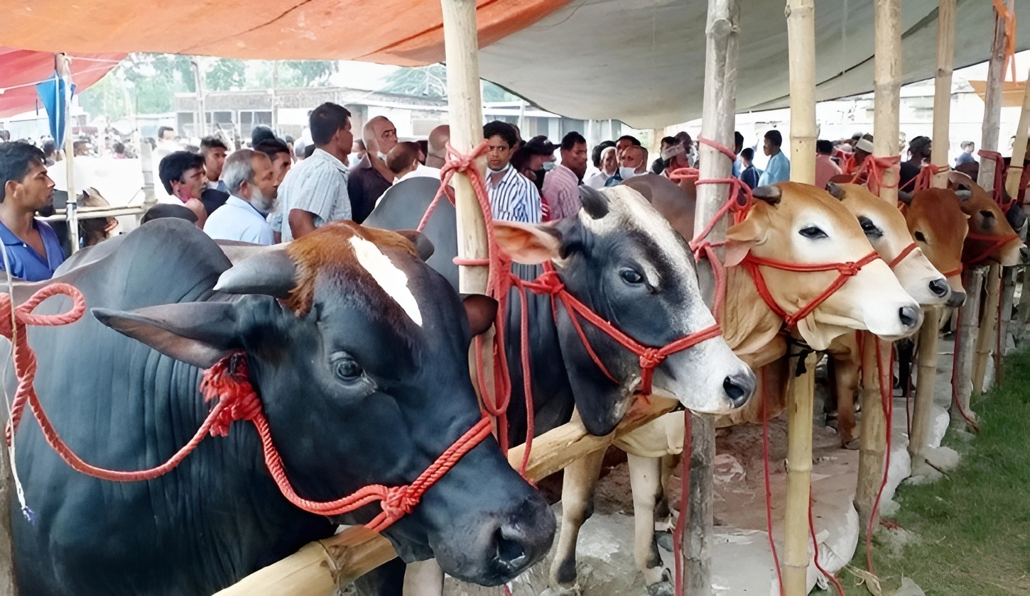 অসাধু ধনী ব্যক্তির ওপর কি কোরবানি ওয়াজিব