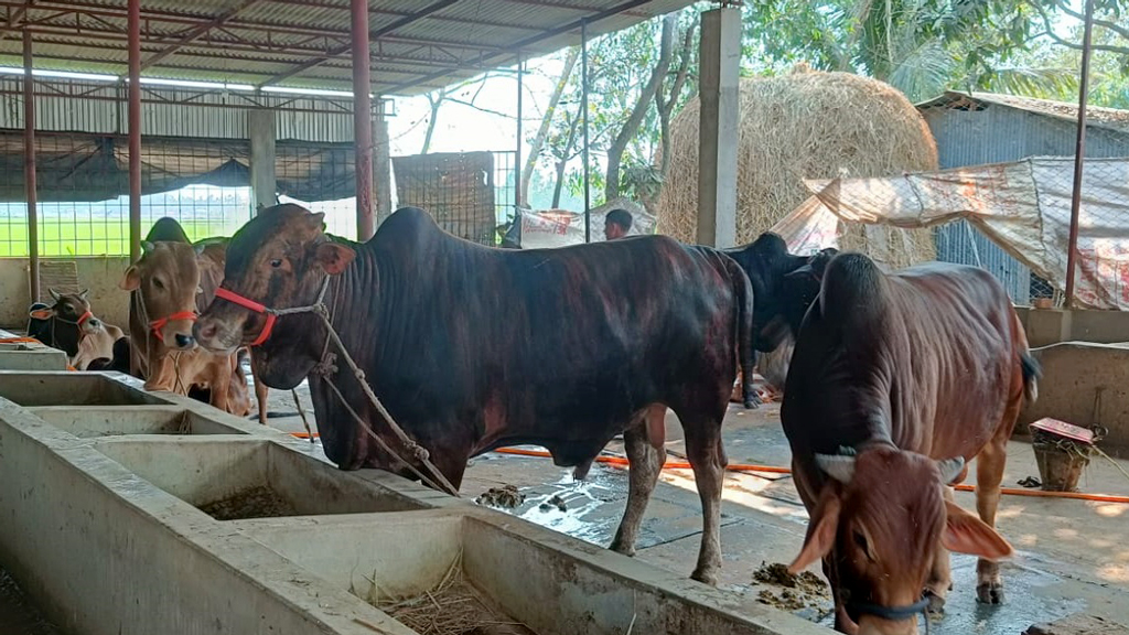 চকরিয়ায় কোরবানির জন্য প্রস্তুত ৪৪ হাজার পশু