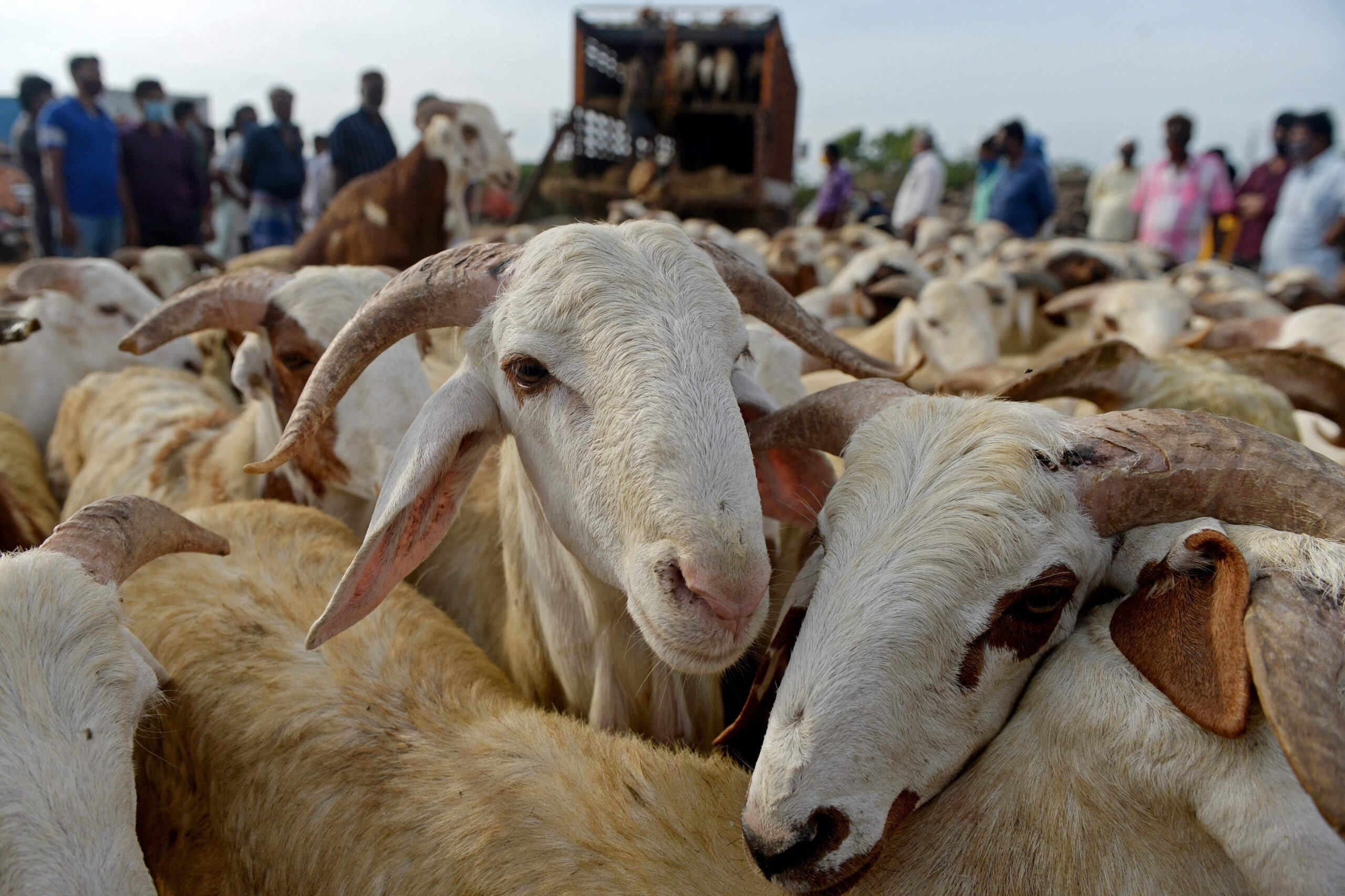 কোরবানির পশুর যেসব সমস্যা থাকলে কোরবানি হবে না