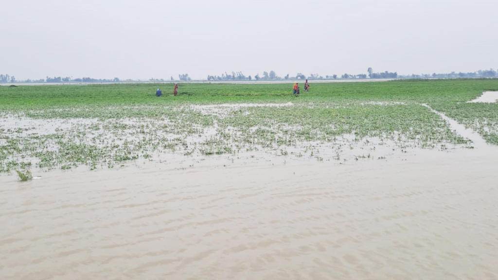 কুড়িগ্রামে বাড়ছে পানি, তিস্তার চরের ফসল প্লাবিত