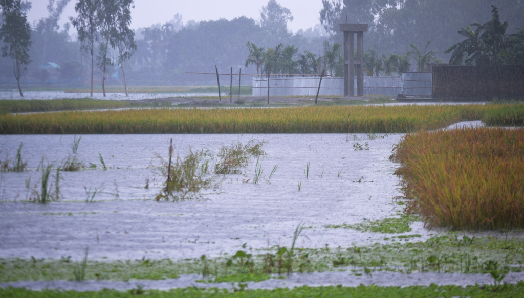কুড়িগ্রামে রেকর্ড বৃষ্টিপাতে কৃষক বিপাকে, বোরো ধান তলিয়ে যাওয়ার শঙ্কা