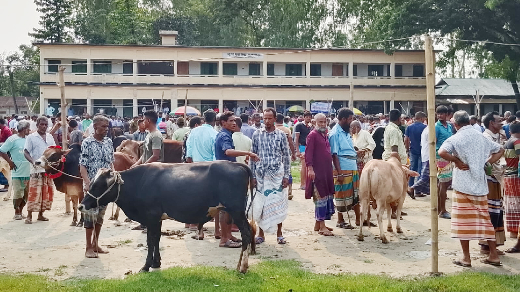ফের সেই স্কুলমাঠে পশুর হাট, প্রশাসনের নীরবতায় প্রশ্ন