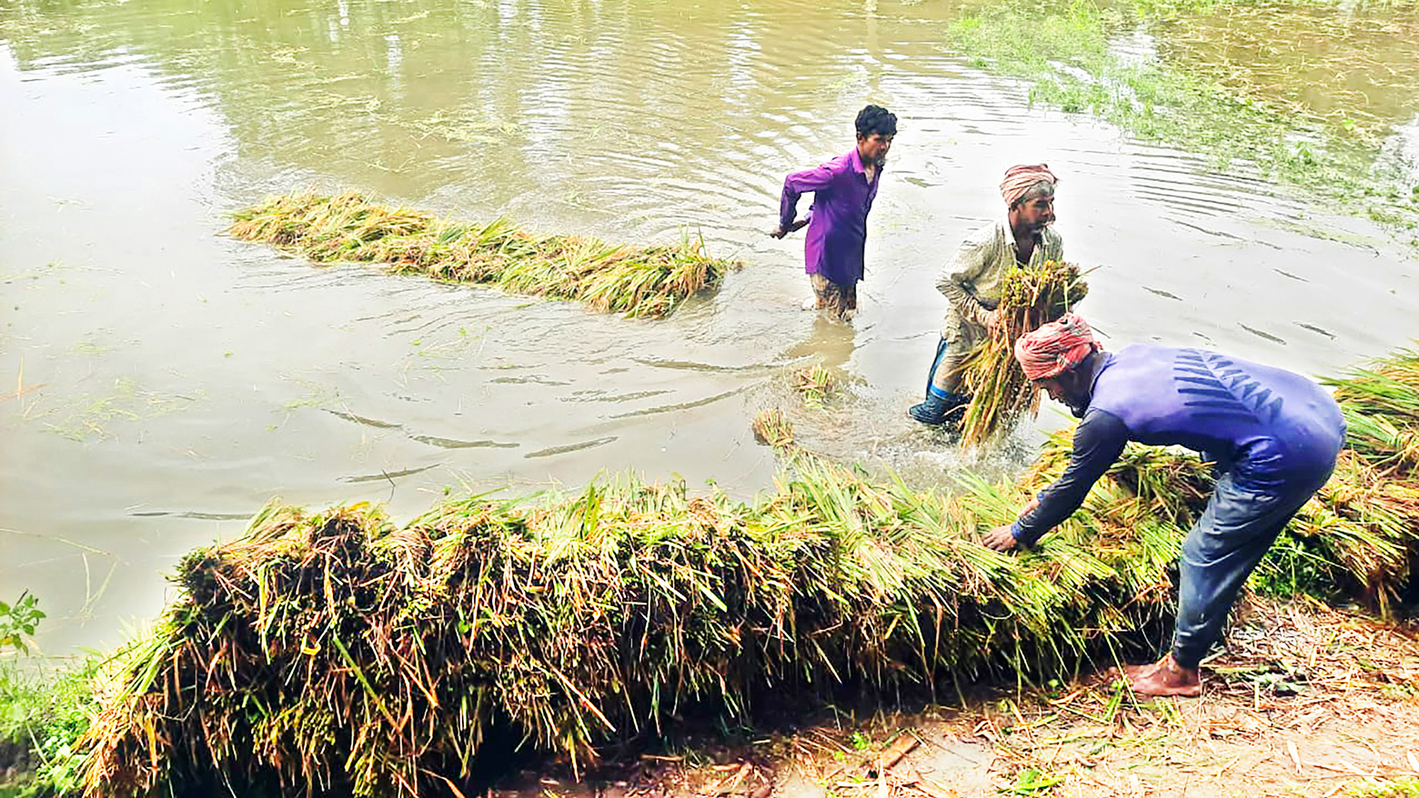 অতিবৃষ্টিতে বোরো ধান নিয়ে বিপাকে কৃষক