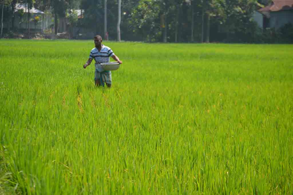 অতিরিক্ত ১ হাজার টন সার বরাদ্দ পেল কুড়িগ্রাম, বিগত ৫ বছরে সর্বোচ্চ