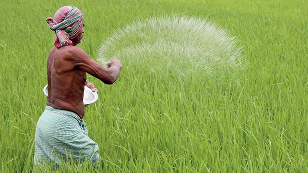 নির্ধারিত দামে মিলছে না সার, বিপাকে কৃষক
