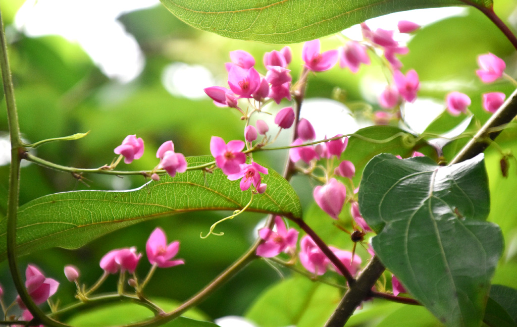 দিনের ছবি (২৬ আগস্ট, ২০২৫)