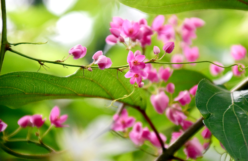 কোরাল লতার ফুল। এটি পলিগোনাসি পরিবারের বাকউইট গাছের বহুবর্ষজীবী লতার একটি প্রজাতি। এটি মেক্সিকোর স্থানীয়। ছবিটি রাজশাহীর গোদাগাড়ী উপজেলার নবাই বটতলা গ্রাম থেকে তোলা। মিলন শেখ