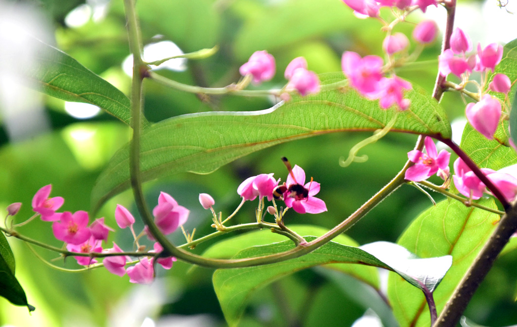 কোরাল লতার ফুল। এটি পলিগোনাসি পরিবারের বাকউইট গাছের বহুবর্ষজীবী লতার একটি প্রজাতি। এটি মেক্সিকোর স্থানীয়। ছবিটি রাজশাহীর গোদাগাড়ী উপজেলার নবাই বটতলা গ্রাম থেকে তোলা। মিলন শেখ