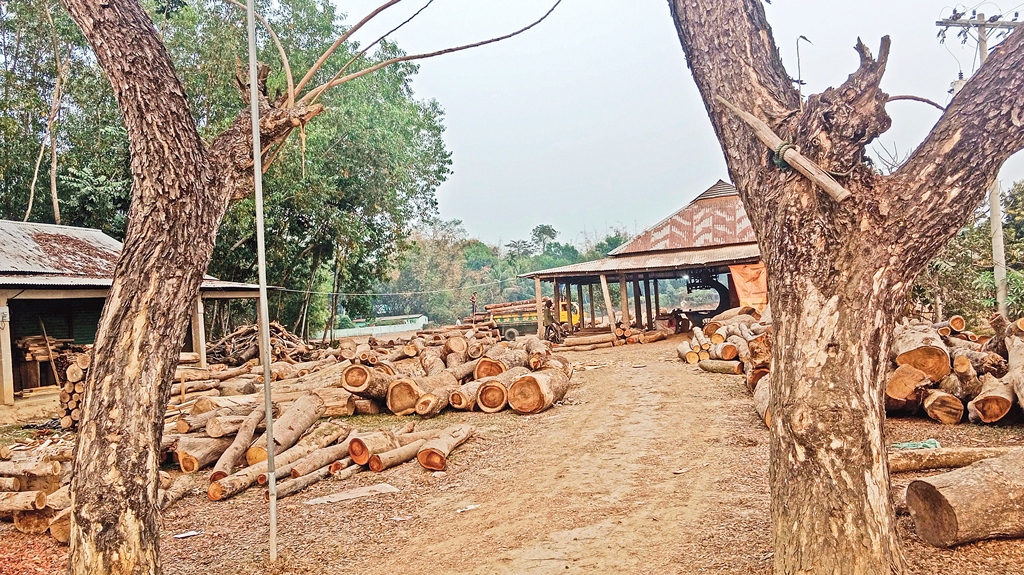 মৌলভীবাজার: বৈধ-অবৈধ করাতকলে উজাড় সংরক্ষিত বন