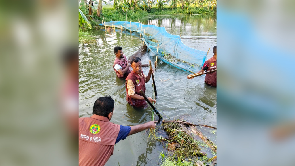 কেশবপুরে মাছ শিকারিদের বেড়া ও জাল অপসারণ, রক্ষা পেল ৬০০ বিঘার ধানখেত