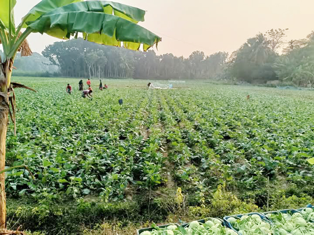 তীব্র শীত ও ঘন কুয়াশার মধ্যে সবজি খেত পরিচর্যায় ব্যস্ত কৃষকেরা। তালা উপজেলার পাটকেলঘাটার ধানদিয়া এলাকা, সাতক্ষীরা, ১৬ জানুয়ারি ২০২৫। ছবি: মুজিবুর রহমান