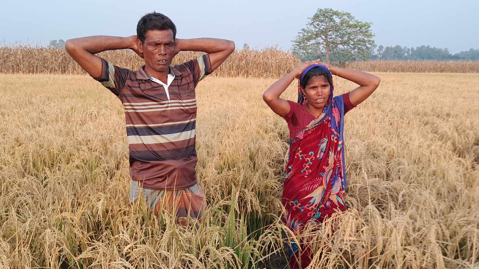 বকশীগঞ্জে বিষাক্ত আগাছানাশক ছিটিয়ে ধানখেত নষ্ট, কৃষকের আহাজারি