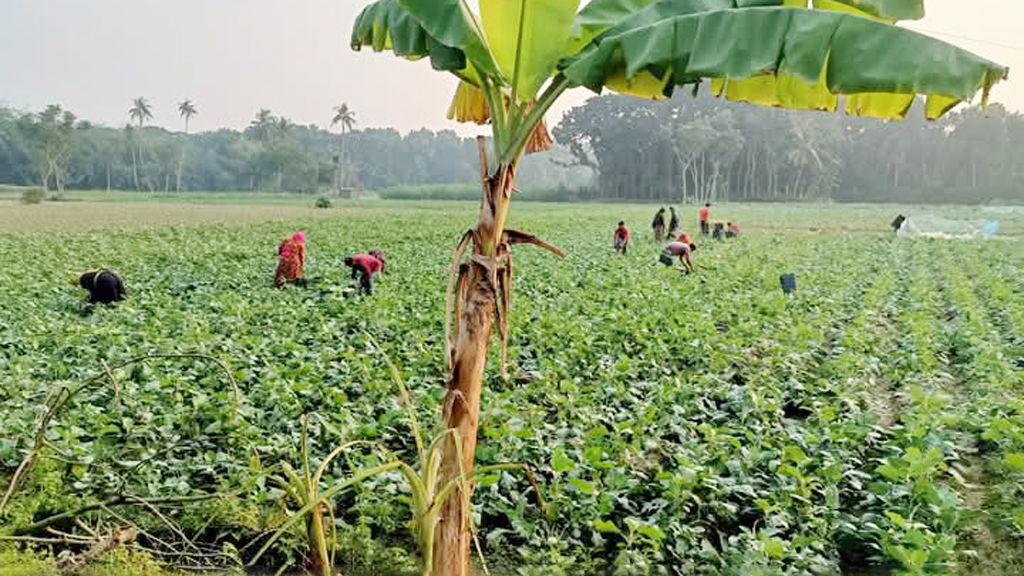 দিনের ছবি (১৬ জানুয়ারি ২০২৫)