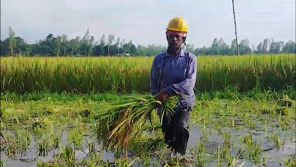 গাইবান্ধায় ধান নিয়ে হতাশ কৃষক, লোকসানের আশঙ্কা