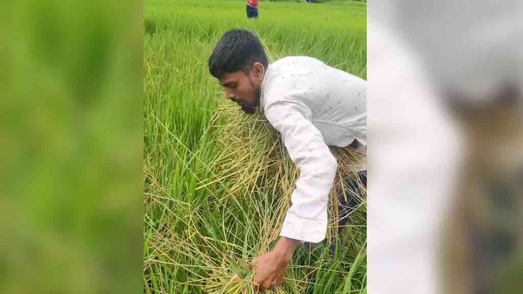 রোপা আমন খেতে ইঁদুরের উপদ্রব, ফলন নিয়ে শঙ্কায় কৃষক