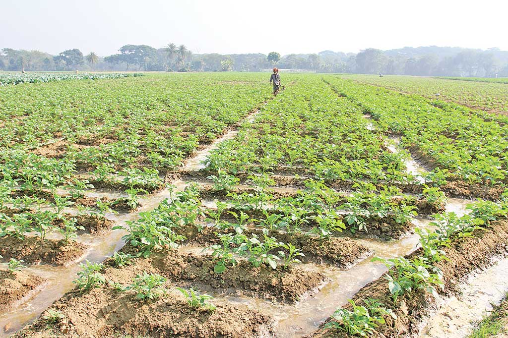 শুধু খাদ্যনিরাপত্তাই নয়, চাই পুষ্টিনিরাপত্তাও