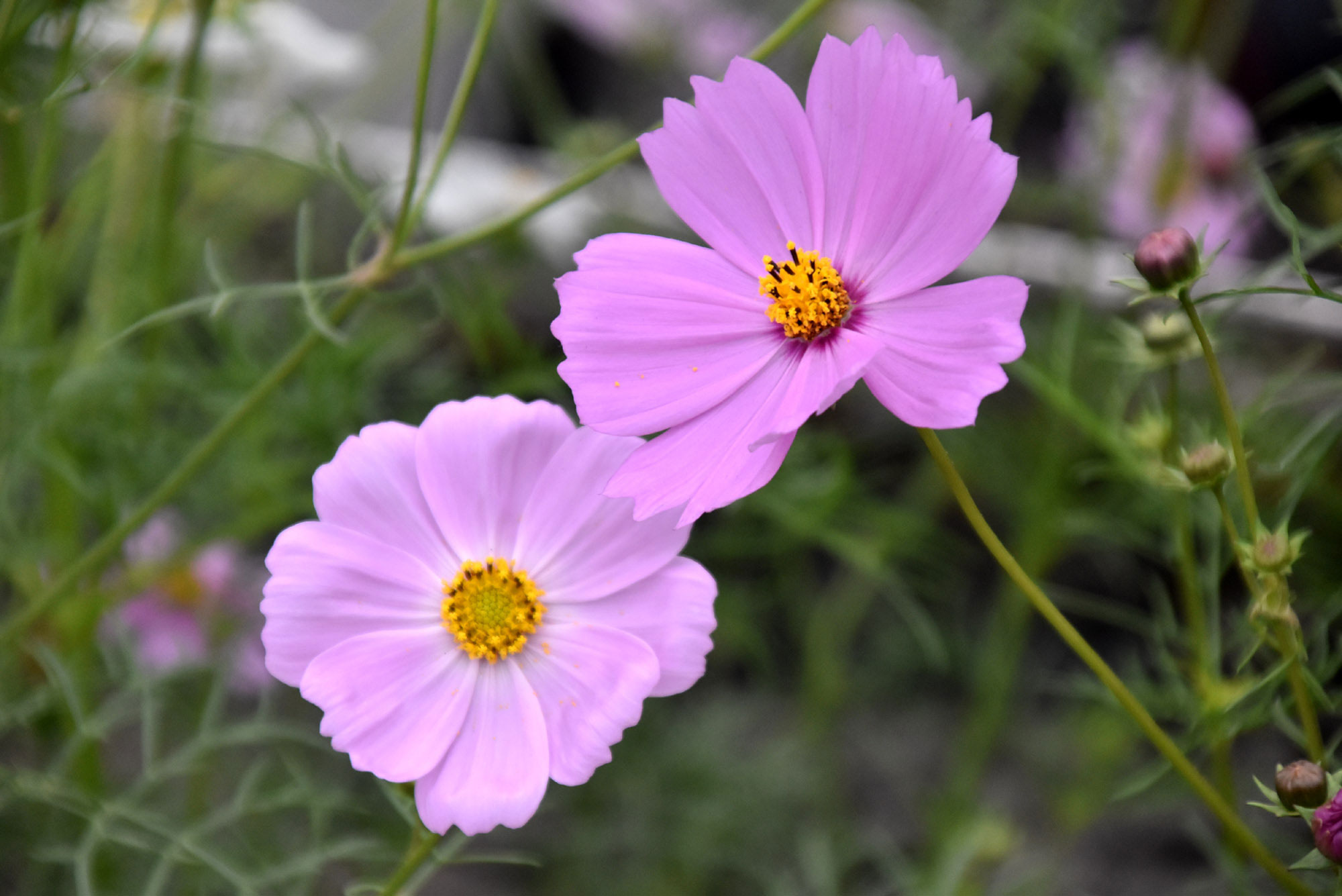 শীতের ফুল কসমস। শীতের জরাজীর্ণকে যেন তুড়ি মেরে উড়িয়ে দিতে চায় এই ফুলের রঙিন রূপ। প্রায় ২০ প্রজাতির কসমস দেখা যায়। সাদা ও গোলাপি কসমসের প্রজাতিটির নাম কসমস বিপিনাটাস। কসমসের আদি নিবাস মেক্সিকো, মধ্য আমেরিকা ও উত্তর দক্ষিণ আমেরিকা।