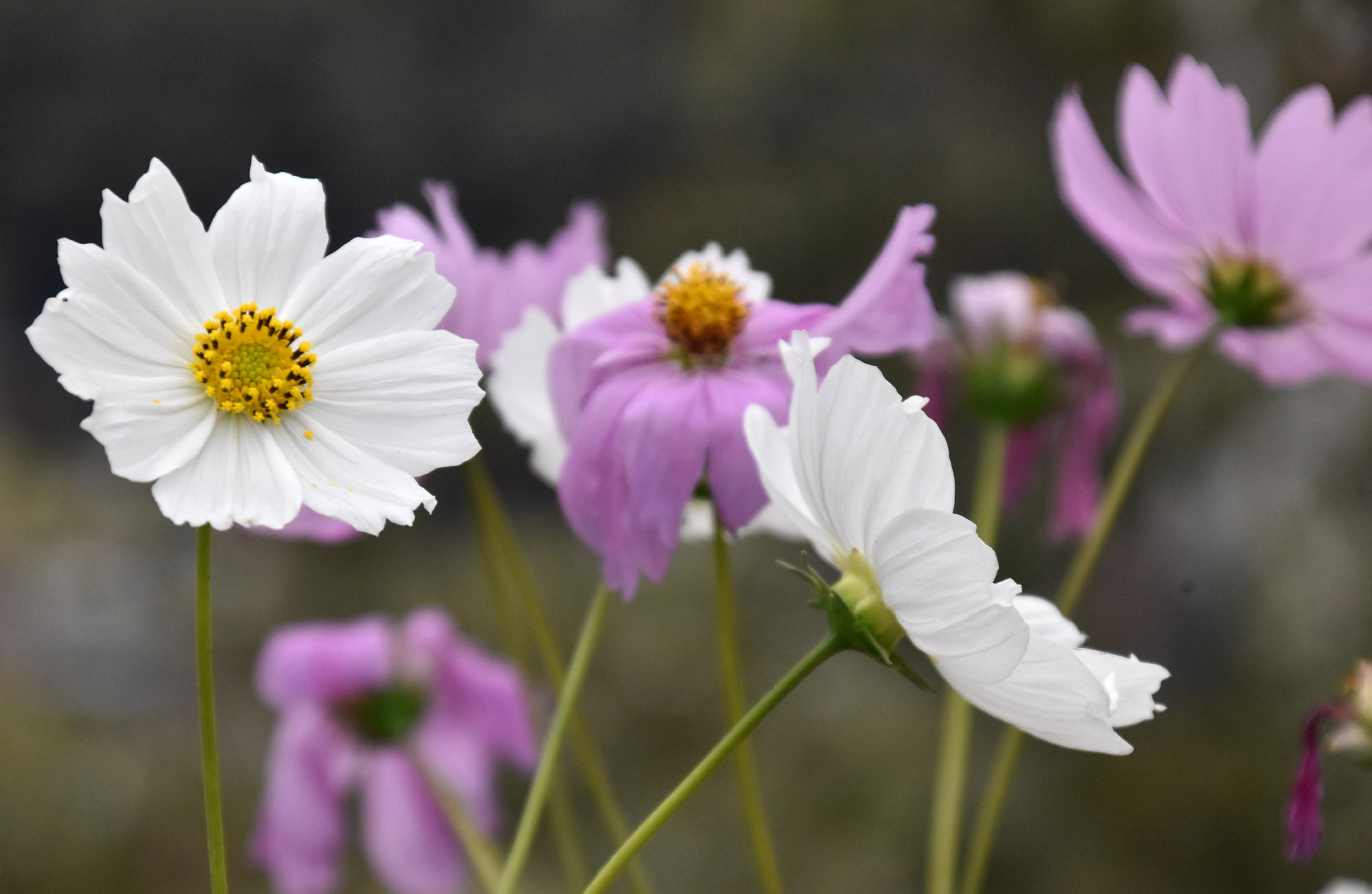 শীতের ফুল কসমস। শীতের জরাজীর্ণকে যেন তুড়ি মেরে উড়িয়ে দিতে চায় এই ফুলের রঙিন রূপ। প্রায় ২০ প্রজাতির কসমস দেখা যায়। সাদা ও গোলাপি কসমসের প্রজাতিটির নাম কসমস বিপিনাটাস। কসমসের আদি নিবাস মেক্সিকো, মধ্য আমেরিকা ও উত্তর দক্ষিণ আমেরিকা।