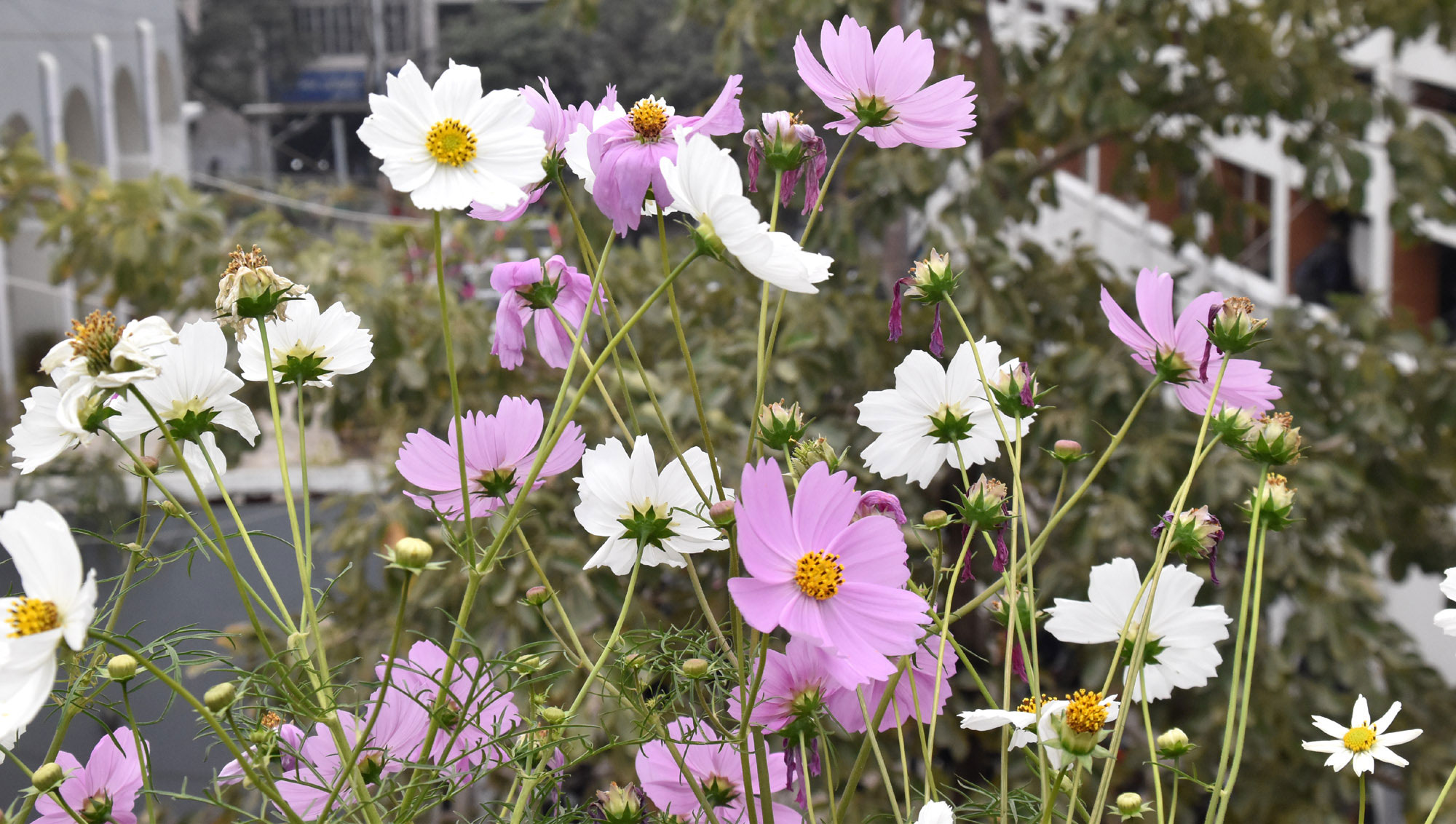 দিনের ছবি (৩ জানুয়ারি, ২০২৬)