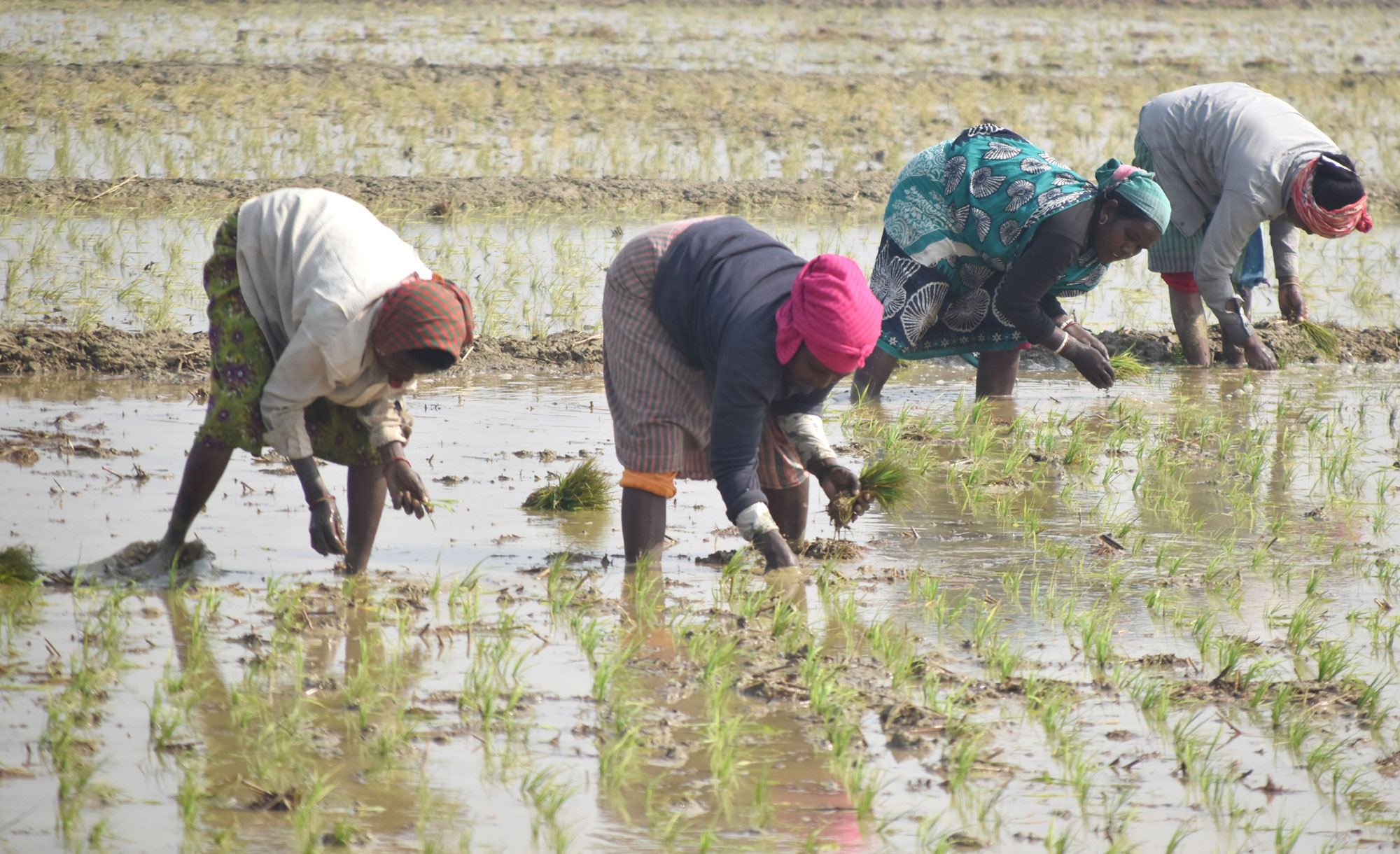 শীতের সকালে জমিতে জিরা জাতের ধানের চারা রোপণে ব্যস্ত কিষানিরা। গোদাগাড়ী উপজেলার রিশিকুল ইউনিয়নের বামলাইল গ্রামের একটি বিল থেকে তোলা। ছবি: মিলন শেখ